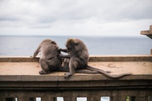 Monkey Branching Beziehung – Was Monkey Branching in Beziehungen bedeutet und welche Folgen es haben kann